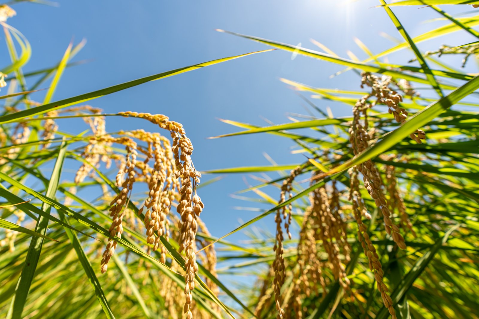 1090617 金農米(農田小檔)-235